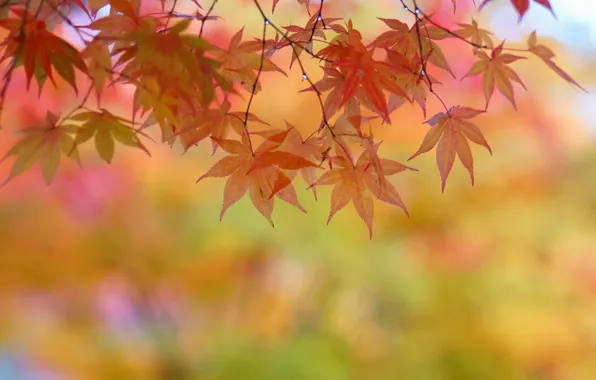 Картинка осень, листья, дерево, желтые, клен, крона