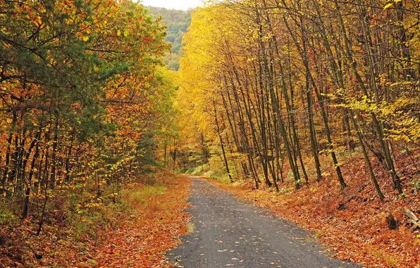 Картинка дорога, осень, лес, небо, листья, деревья