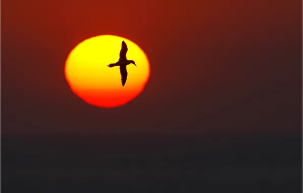 Картинка солнце, закат, восход, птица