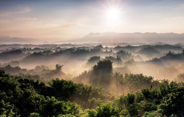 Картинка деревья, горы, туман, утро, панорама, лучи солнца, леса