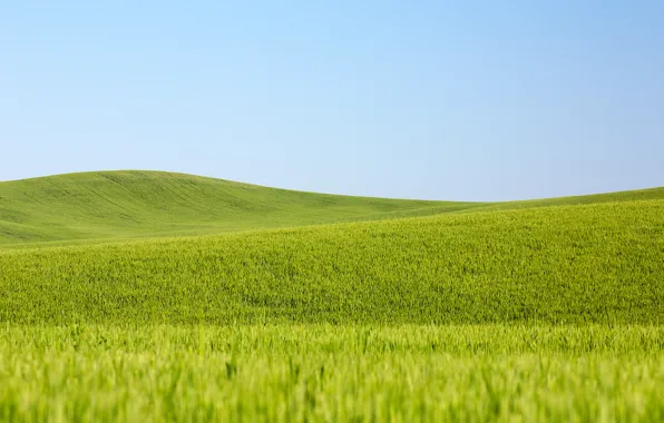 Картинка пшеница, поле, небо, линии, сельская местность, поля пшеницы, фермы