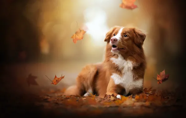 Картинка осень, листья, собака, боке