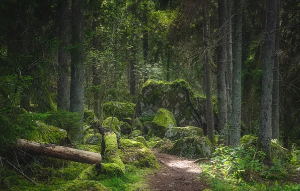 Green, forest, trees, moss