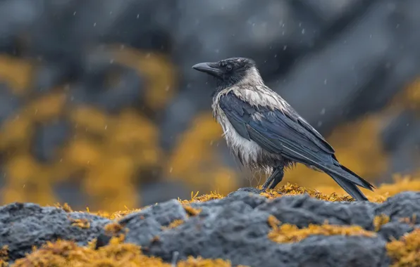 Картинка дождь, птица, ворона