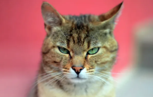 Картинка кот, взгляд, фон, животное, зеленые глаза