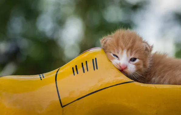 Кошка, взгляд, желтый, поза, котенок, малыш, рыжий, лежит