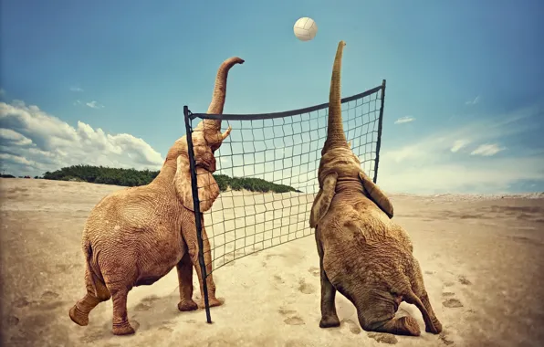 Картинка спорт, слоны, волейбол