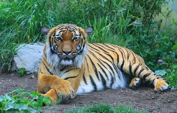Картинка взгляд, тигр, отдых, хищник, лапы, полосатая кошка