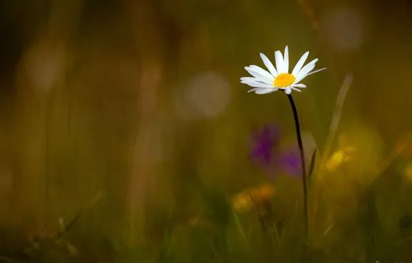 Картинка цветок, трава, ромашка, белая, Benjamine