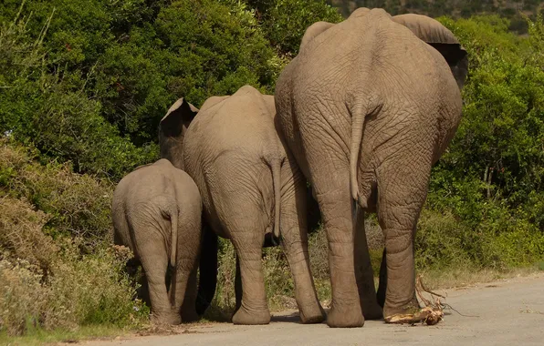 Картинка animals, africa, wildlife, elephant-