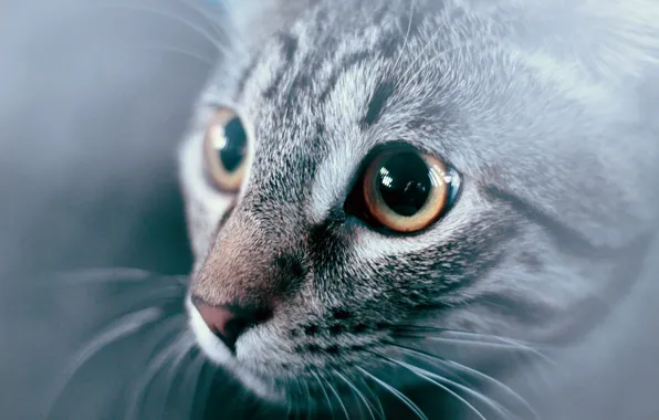 Картинка кошка, глаза, взгляд