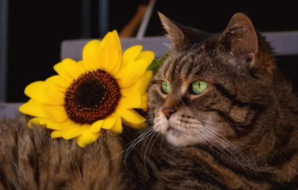 Кошка, цветок, кот, взгляд, морда, поза, серый, подсолнух