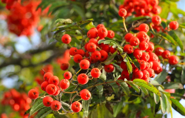 Red, fruit, mountain ash