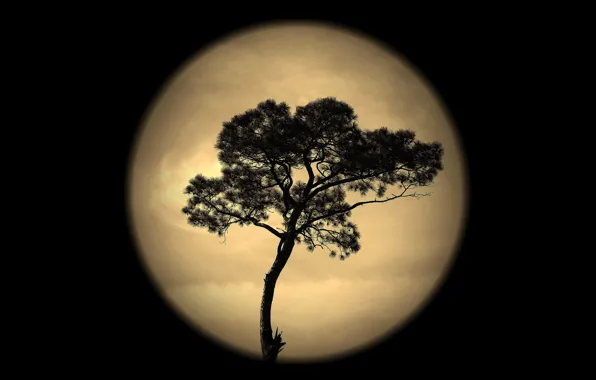 Небо, ночь, дерево, луна, силуэт