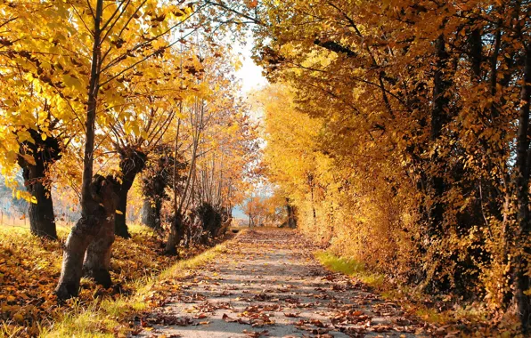 Картинка дорога, осень, листья, деревья, пейзаж