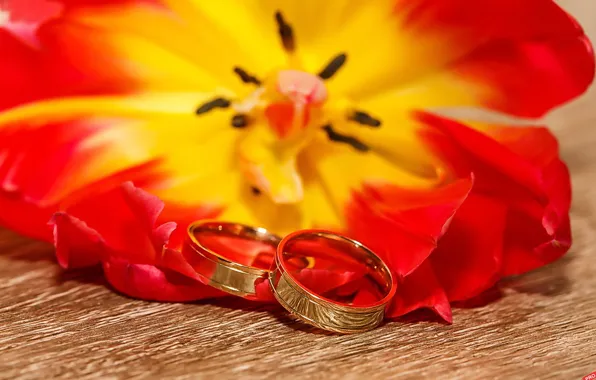 Цветок, праздник, свадьба, обручальные кольца