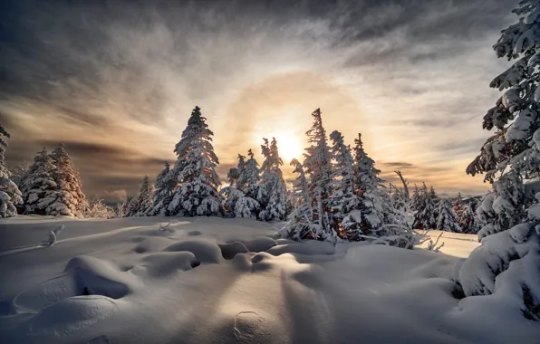 Картинка зима, солнце, снег, деревья, природа, ели, гало, Robert Didierjean