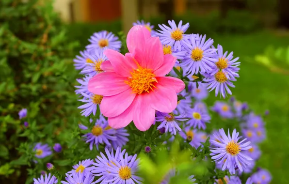 Картинка Весна, Цветочки, Flowers, Spring