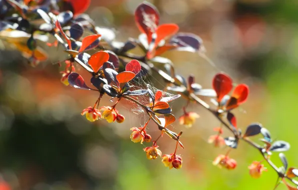 Leafs, spring, leaf, twig