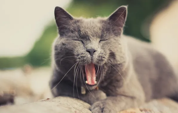 Кошка, кот, усы, фон, зевает