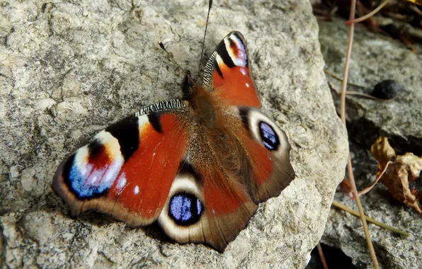 Картинка бабочка, камень, размытость, павлин, Peacock
