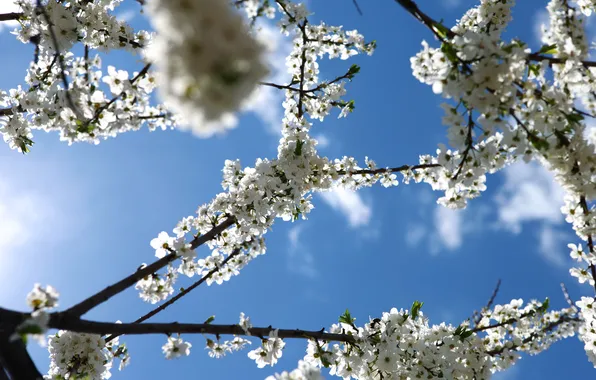Небо, голубое, весна, сакура, цветение, sakura, веточки, Spring flowers