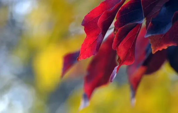 Картинка листья, ветка, красные, осенние