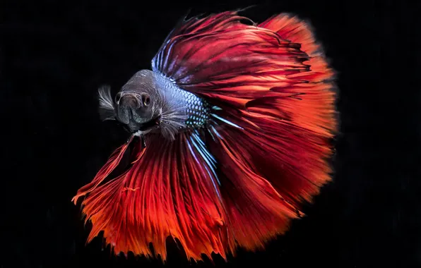 Colors, red, blue, fish, black background, Betta