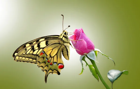 Глаза, бабочки, розы, крылья, стебель, rose, усики, wings