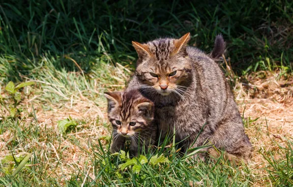 Кошка, трава, кот, взгляд, котенок, поляна, малыш, дикие кошки