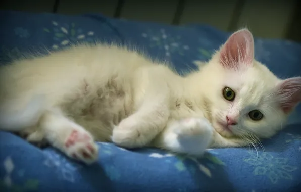 Кошка, белый, котенок, пушистый, постель, милый, лежит, плед