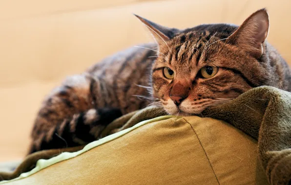 Картинка кошка, кот, взгляд, морда, серый, портрет, подушки, лежит