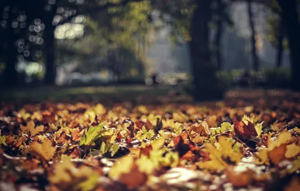 Осень, листья, парк, листва, фокус, польша, боке, poland