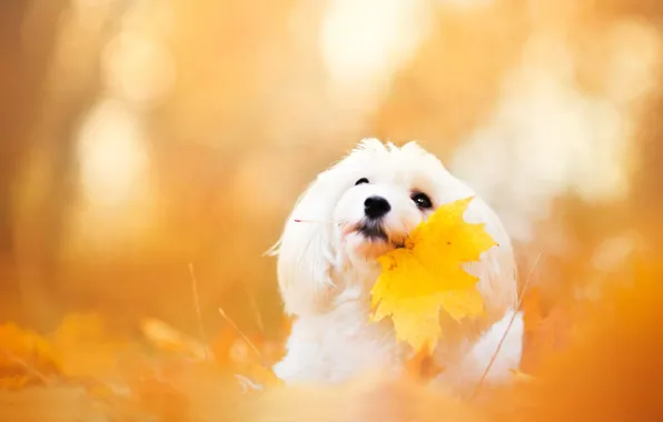 Картинка осень, морда, листья, желтый, фон, листок, портрет, собака