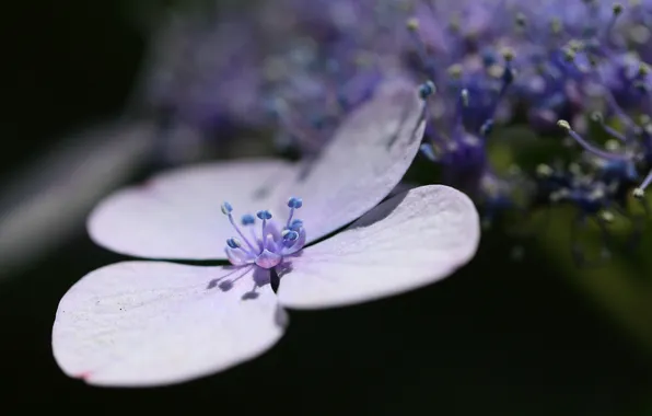 Макро, цветы, hydrangea