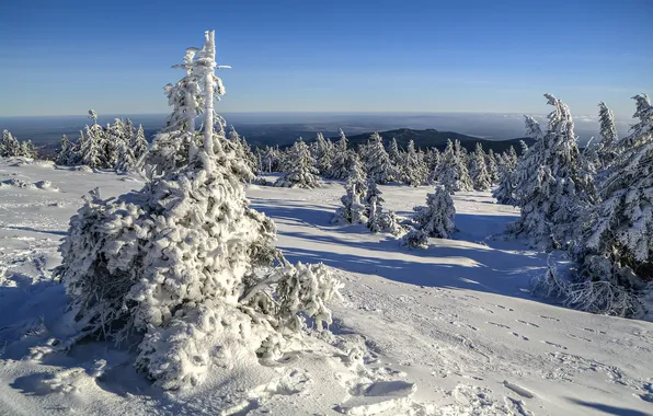 Зима, снег, деревья, Германия, Germany, Саксония-Анхальт, Saxony-Anhalt