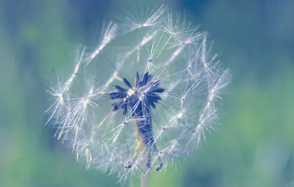 Plant, delicate, dandylion