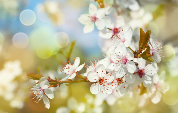 Flower, spring, bloom