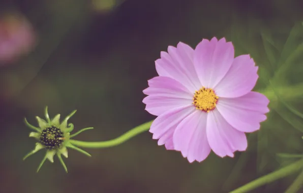 Цветок, лепестки, стебель, бутон, flower, petals, bud, stalk