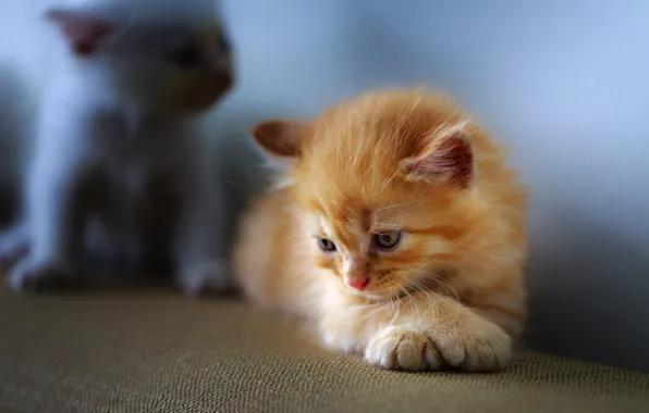 Кошка, взгляд, поза, котенок, фон, голубой, лапки, малыш