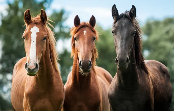 Картинка кони, лошади, трио