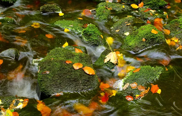 Зелень, осень, вода, природа, ручей, камни, течение, листва