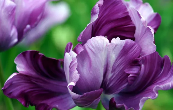 Картинка макро, цветы, абстракция, разное