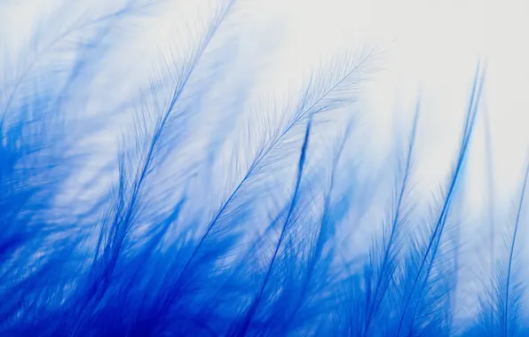 Картинка blue, feathers, macro