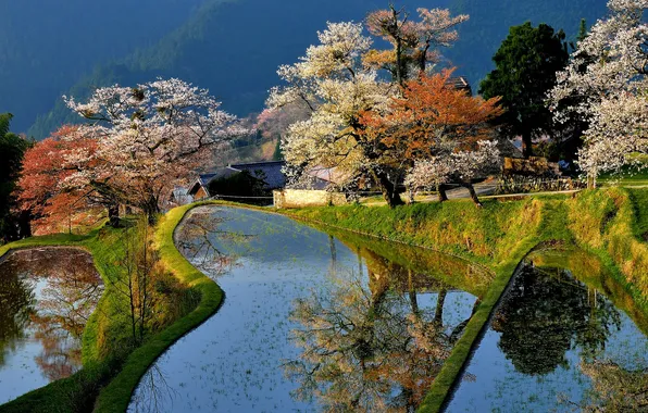 Картинка деревья, дом, пруд, весна, Япония, сад, цветение