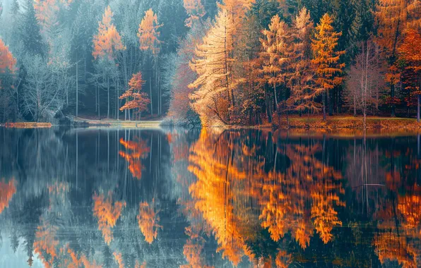 Осень, лес, деревья, туман, озеро, отражение, берег, дымка
