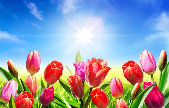 Небо, солнце, капли, цветы, роса, весна, тюльпаны, fresh