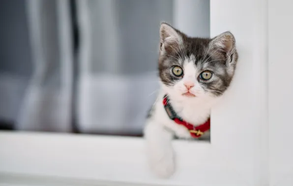 Кошка, котенок, малыш, окно, ошейник, боке, лапка