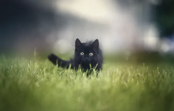 Трава, котенок, grass, kitten, Анна Яркова