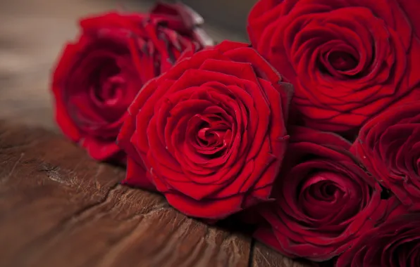 Картинка red, flowers, roses, красные розы